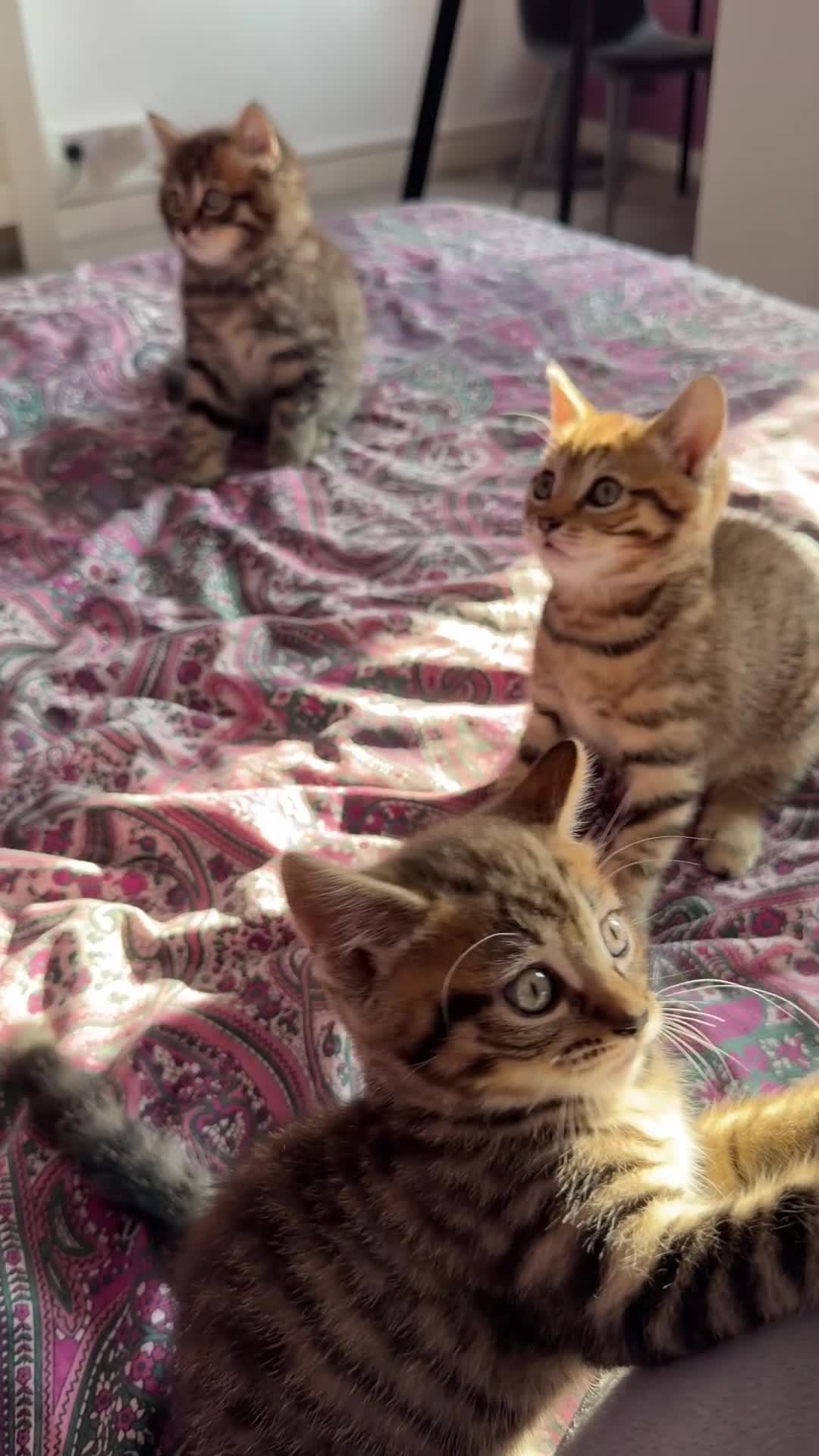 British Shorthair cats for sale: Adorable BSH BLH kittens ready to go. - Video 3