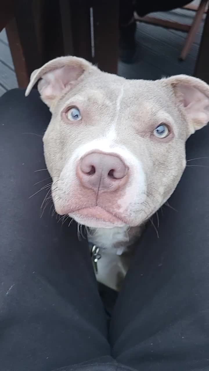 Mixed Breed dogs for sale: Staffy x Female x  - Video 1