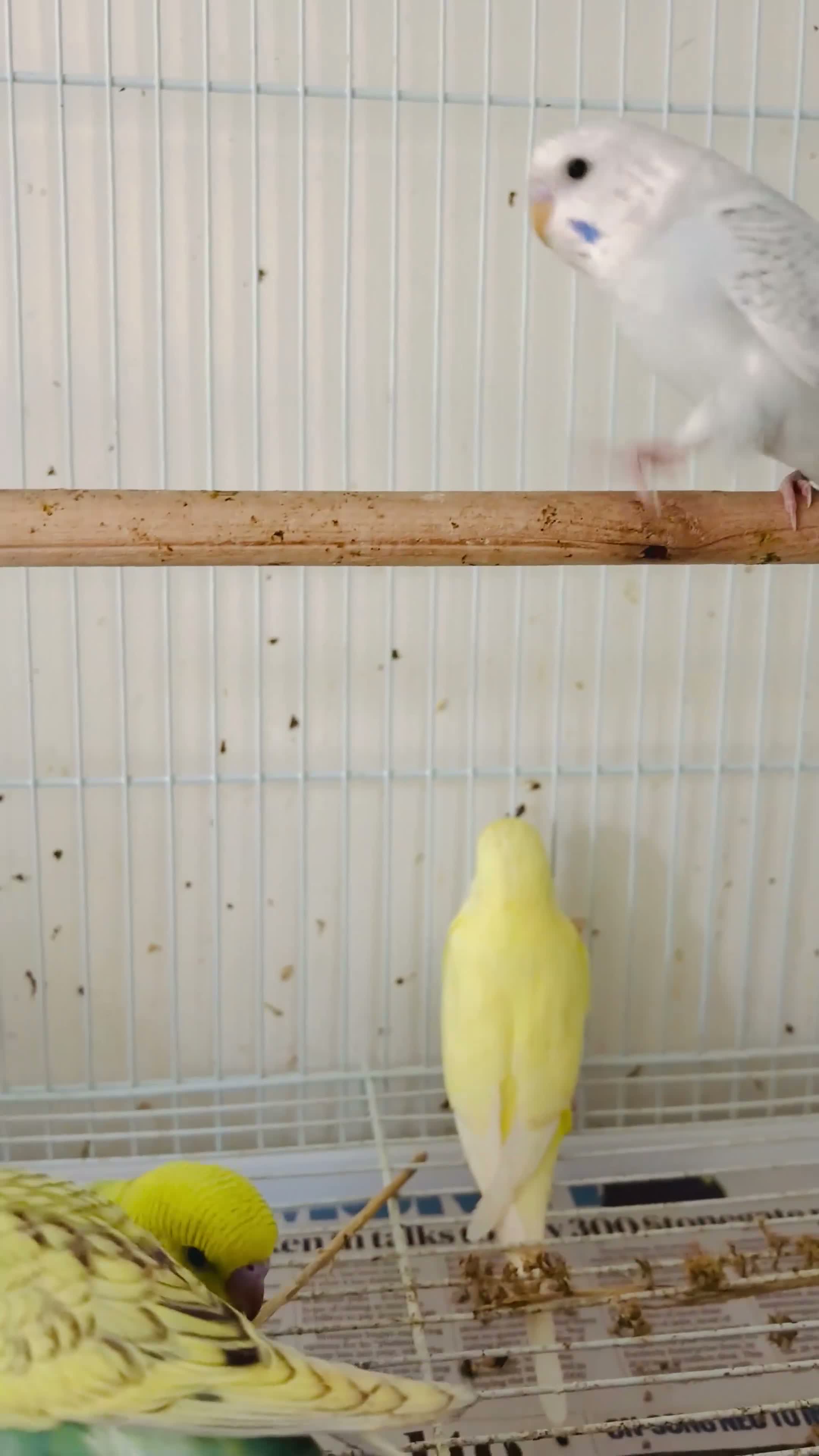 Budgerigars birds for sale: Budgies for sale  - Video 1