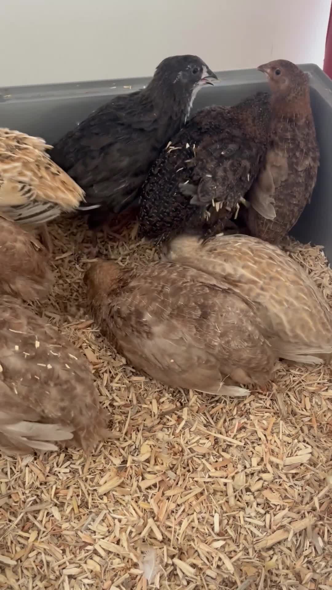 Quail poultry for sale: Coturnix quail  in Liskeard - Video 1