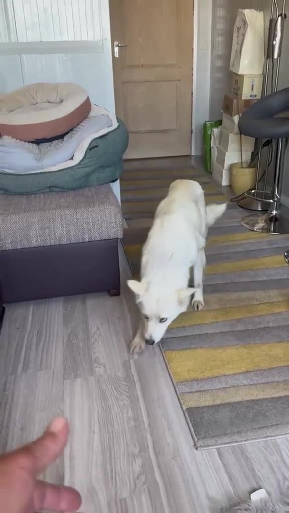 Mixed Breed dogs for adoption: Sweet Rita Needs Love  - Video 1