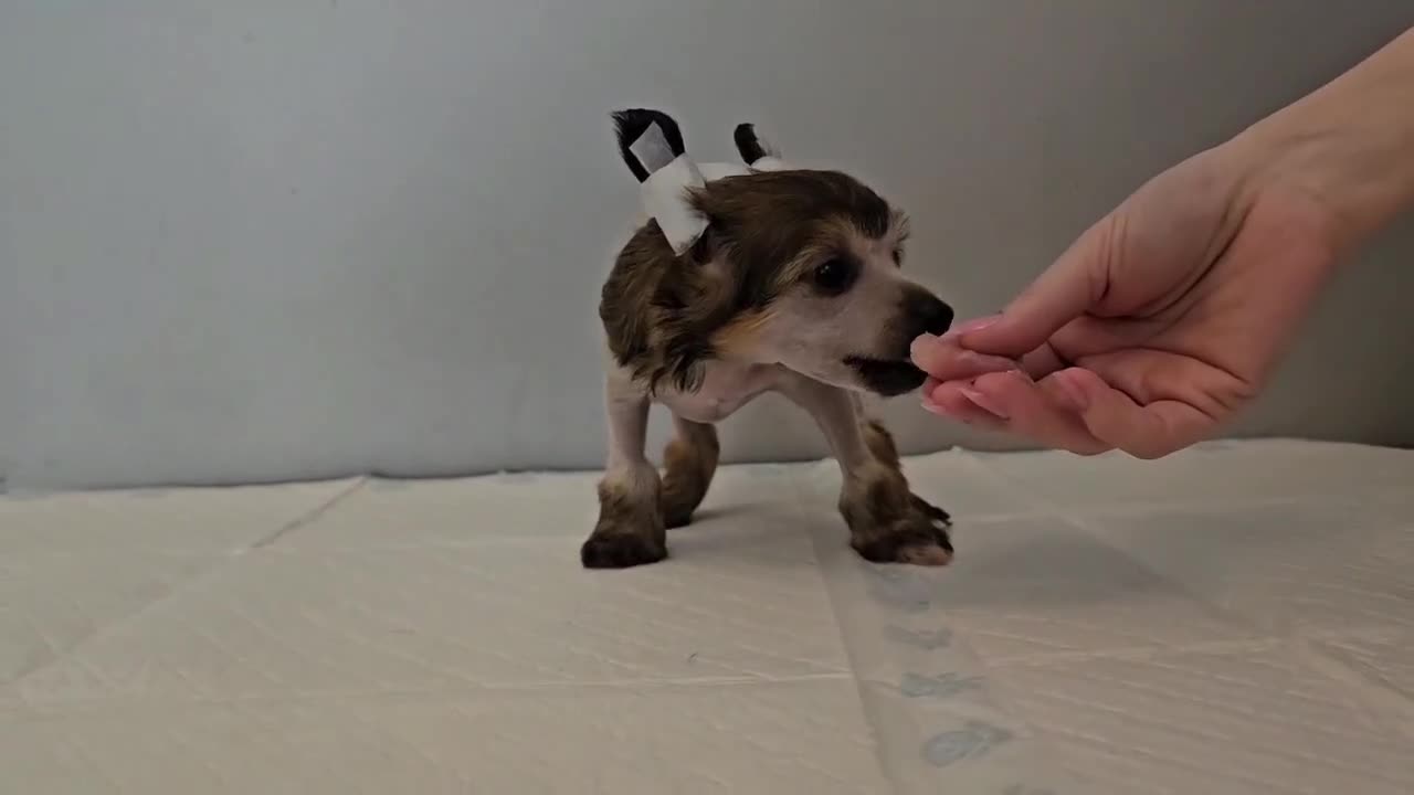 Chinese Crested dogs for sale: Powder puff and hairless girl available  in Crewe - Video 1