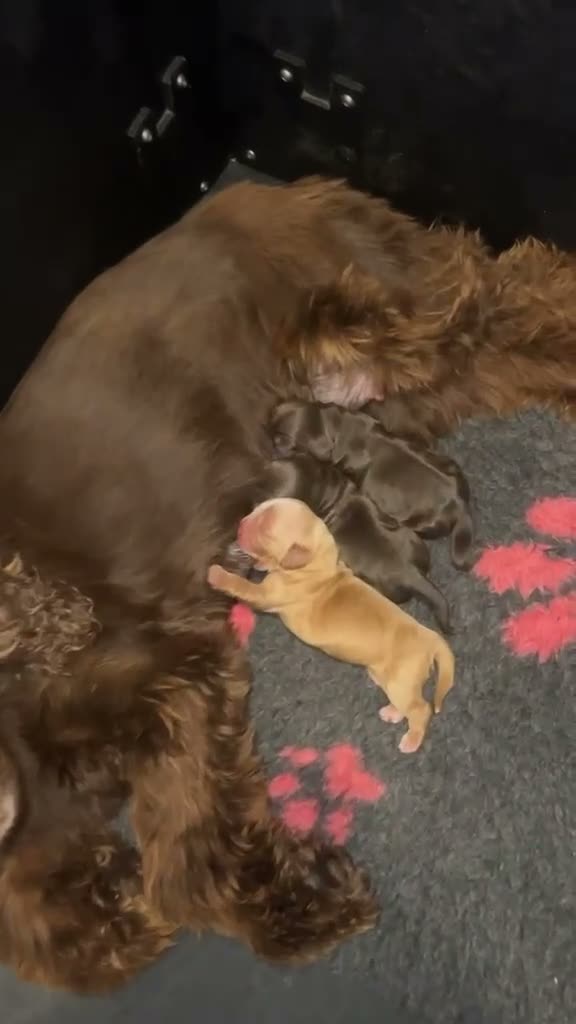 Cocker Spaniel dogs for sale: Show type cocker spaniels KC  - Video 1