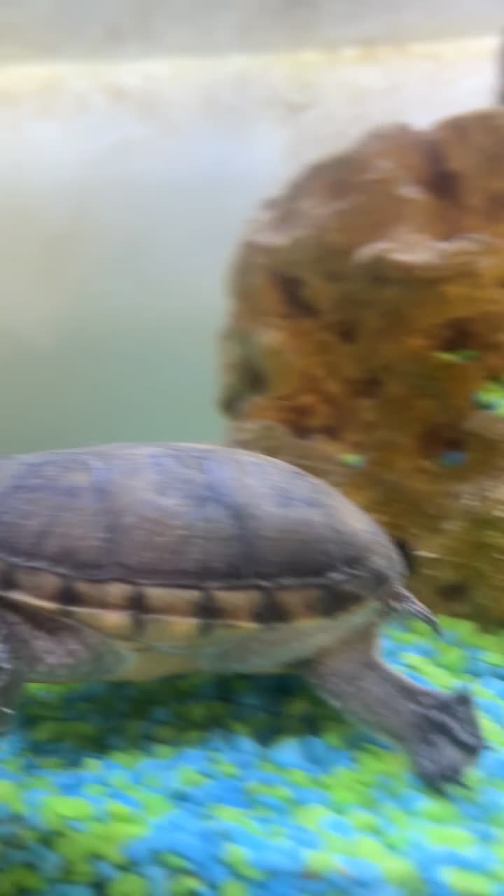 Turtle reptiles for sale: Common musk turtle  - Video 1