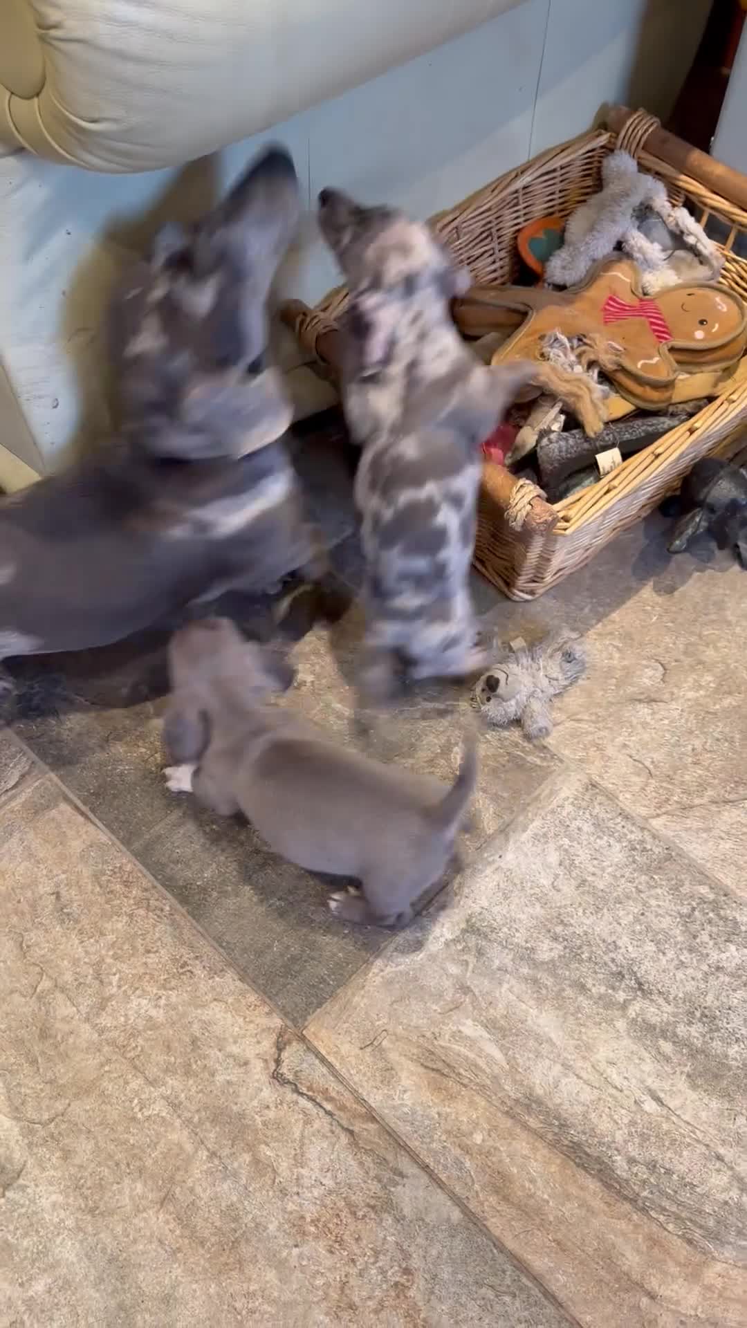 Miniature Dachshund dogs for sale: Miniature dachshund puppies  - Video 1