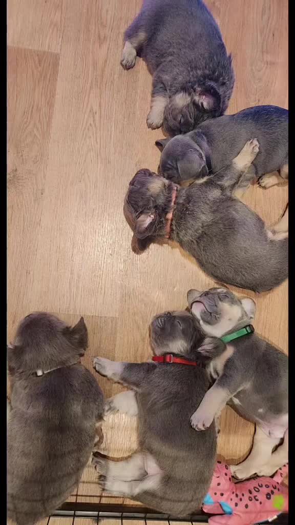 French Bulldog dogs for sale: Fluffy French bulldog puppies- strong bloodline. - Video 2