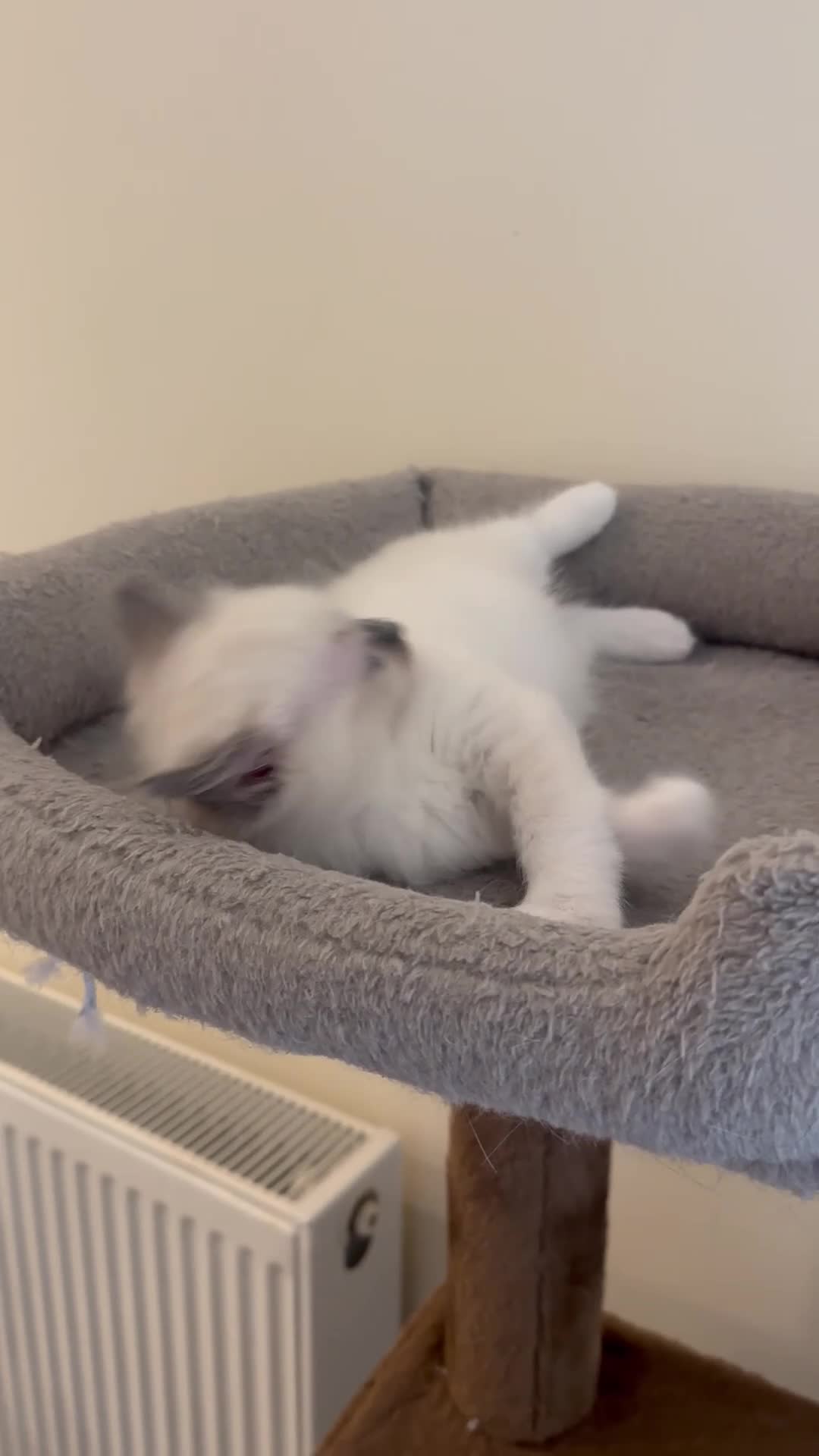 Ragdoll cats for sale: BLUE POINT RAGDOLL GIRL - Video 2
