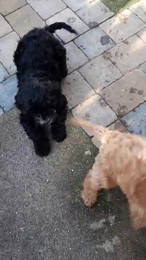 Cockapoo dogs for sale: Adorable F1 Cockapoo puppies for sale - Video 1