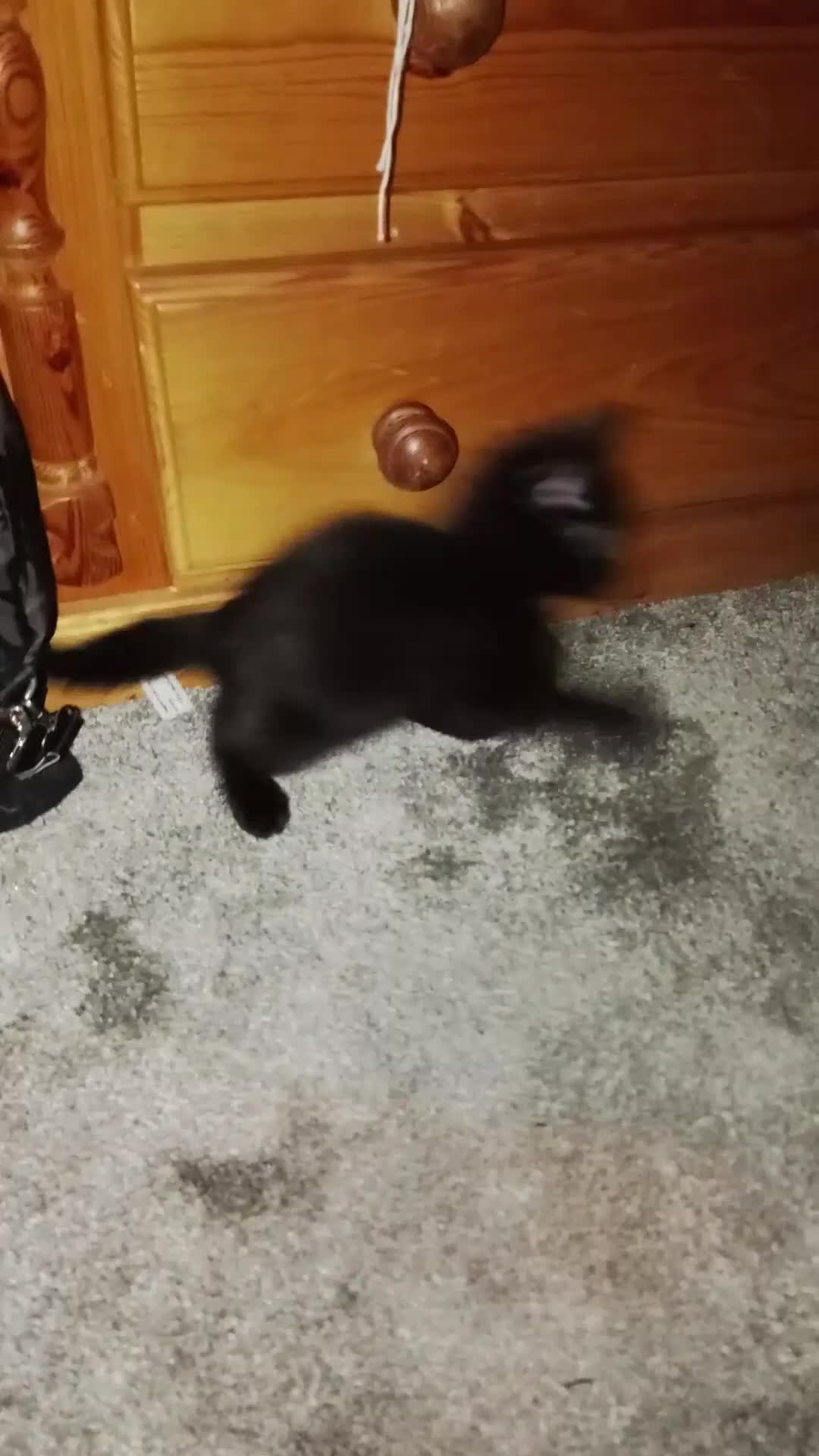Mixed Breed cats for sale: So Cute and Beautiful Kittens  - Video 1