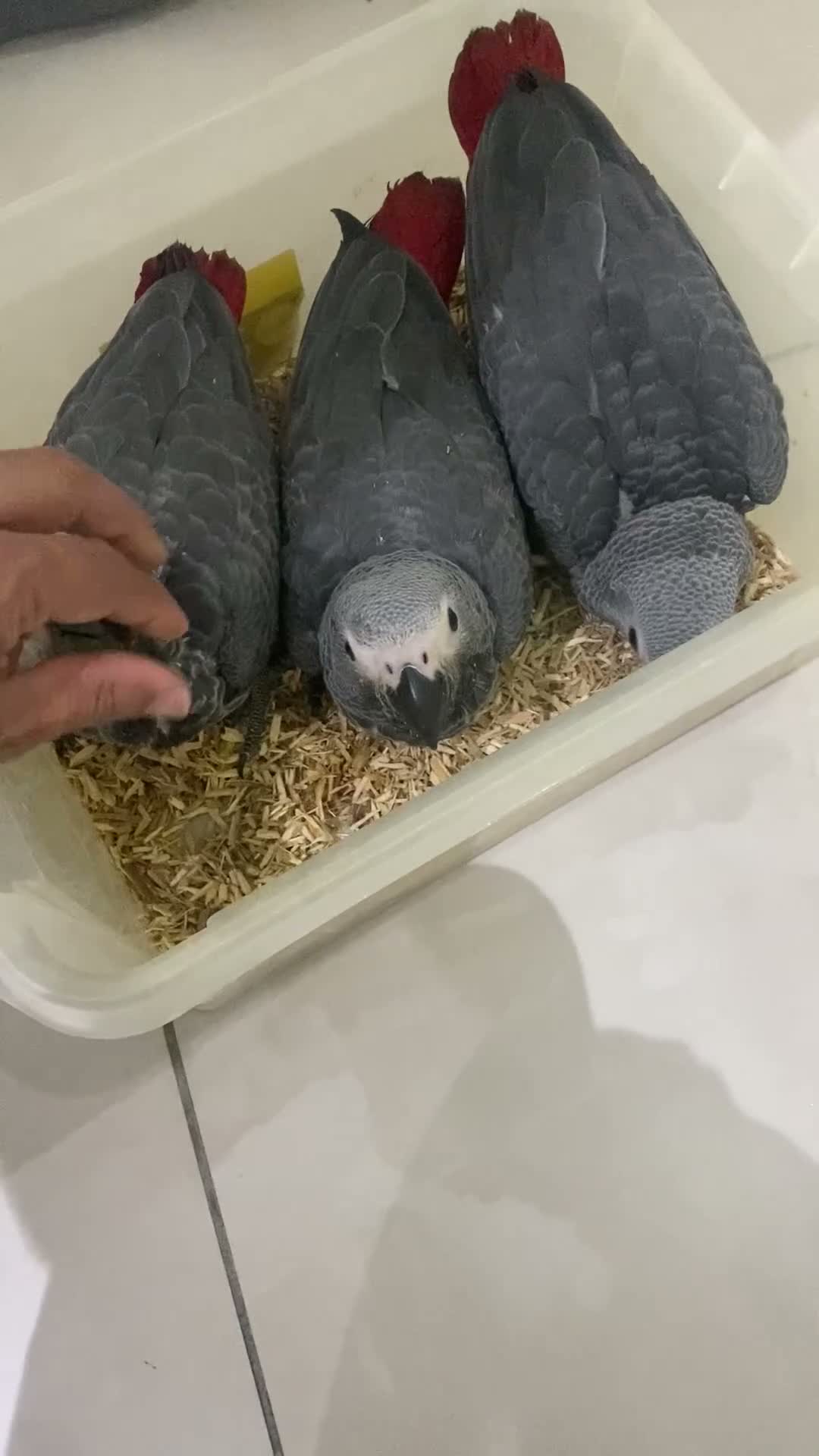 Parrots birds for sale: Super tame- cuddly African grey babies - Video 1