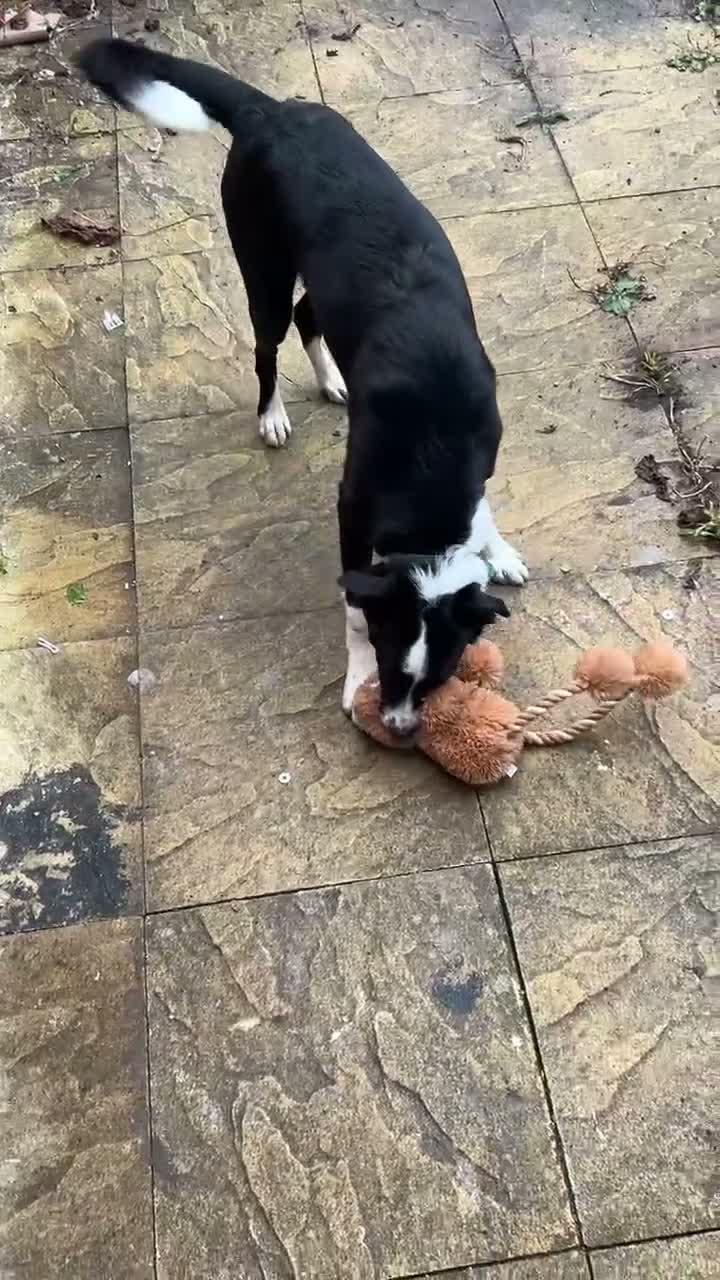 Border Collie dogs for sale: Border collie 8 months - Video 3