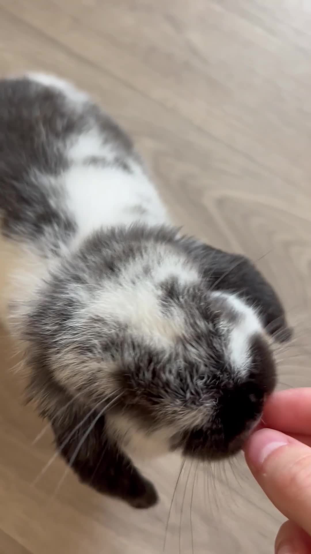 Mini Lop rabbits for sale: 9 Week Old Male Mini Lop  - Video 2