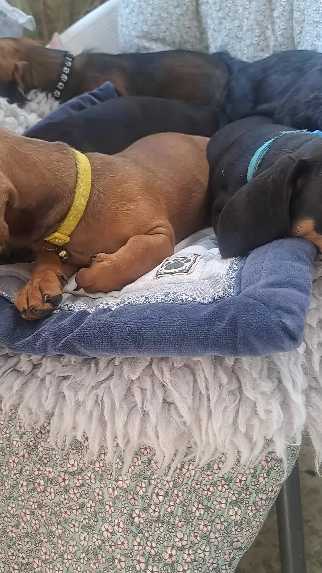 Dachshund dogs for sale: Dauchound puppies in London - Video 4