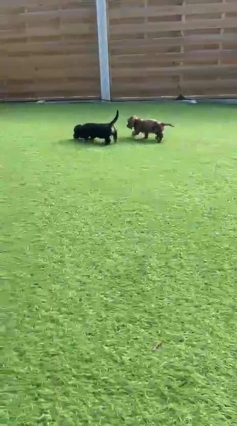 Miniature Dachshund dogs for sale: Beautiful miniature dachshund puppies  - Video 1