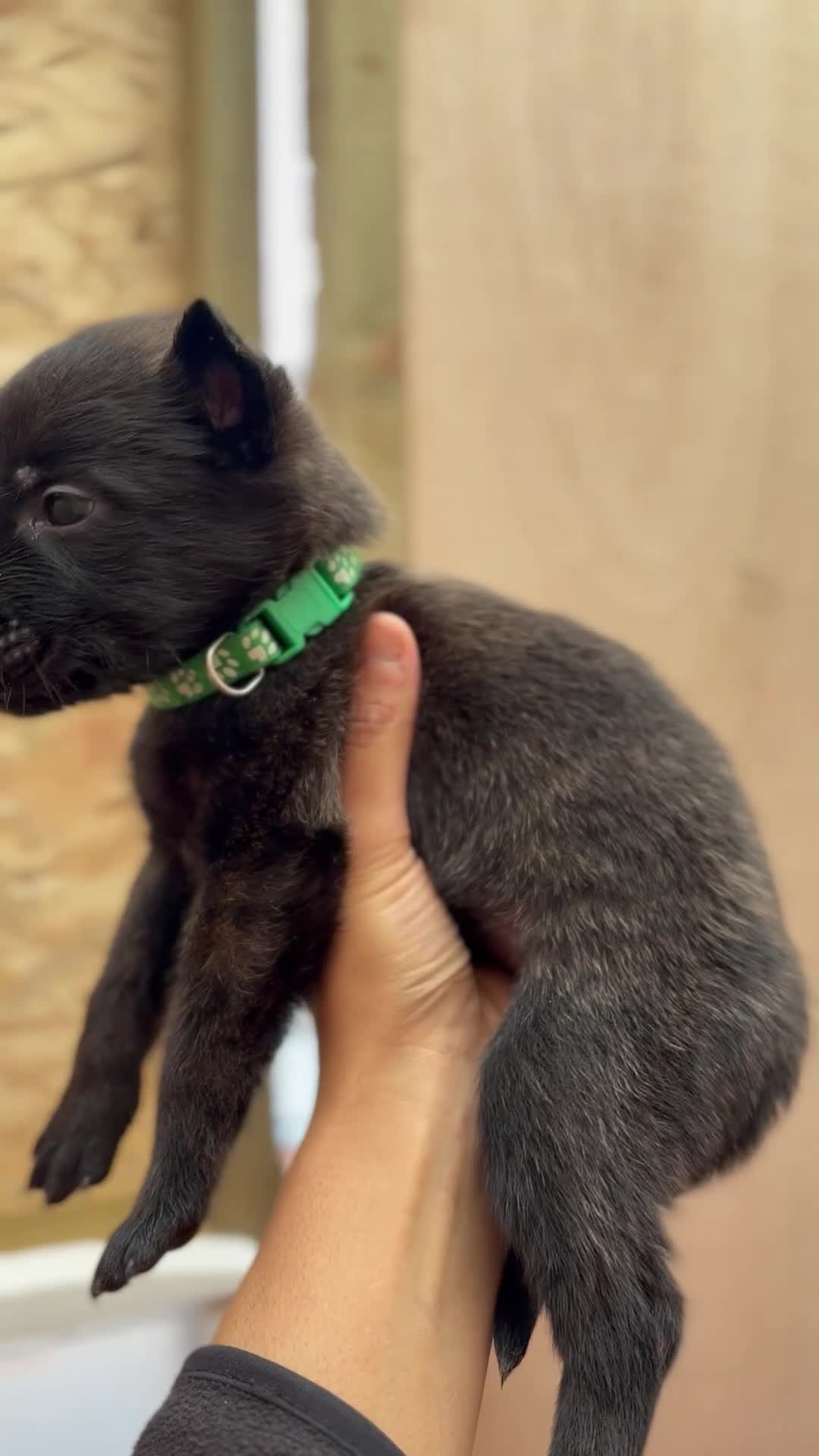 Mixed Breed dogs for sale: Dutch Malinois Puppies- Ready 13/12/2025 - Video 2