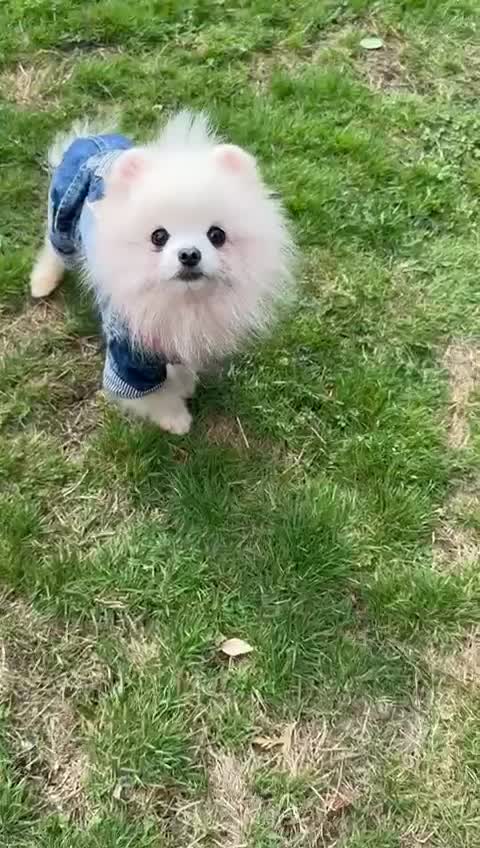 Pomeranian dogs for sale: White and Cream Pomeranian Boys in London - Video 1