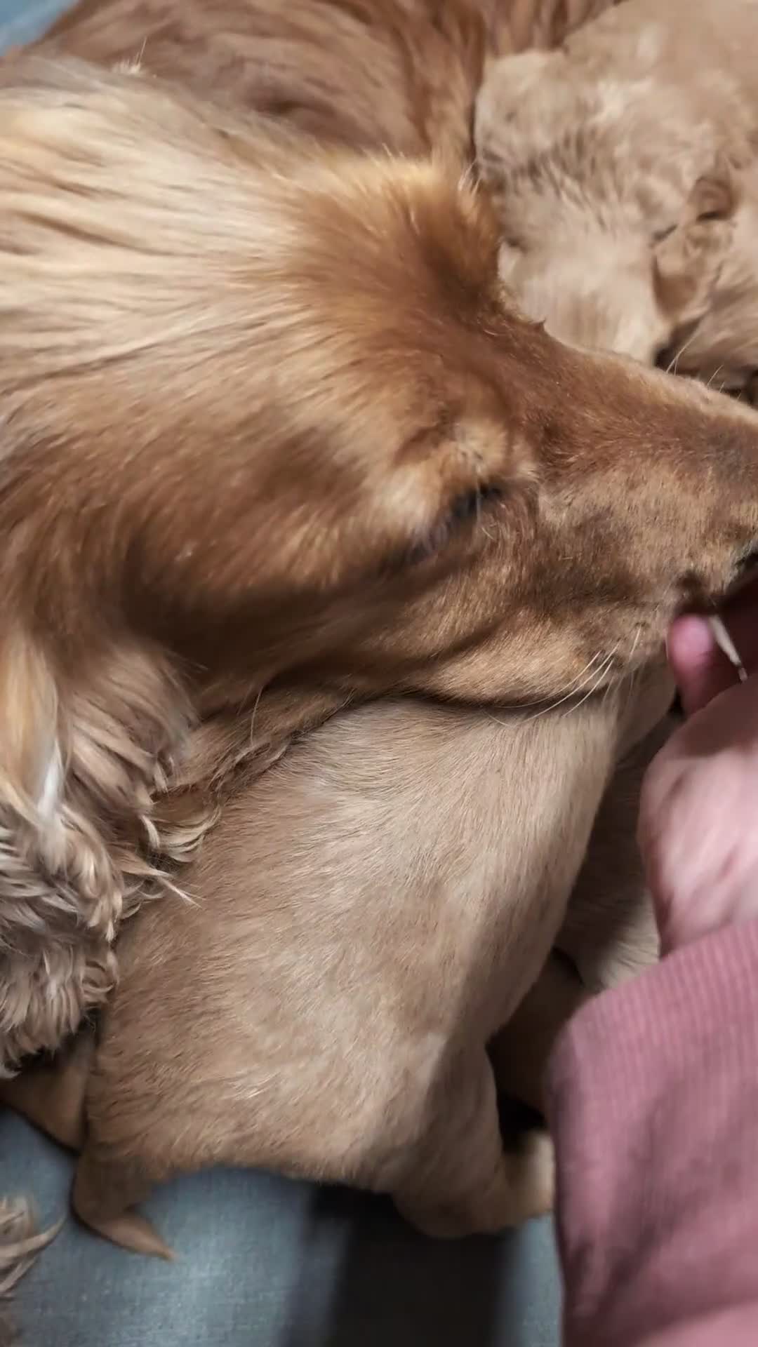 Cockapoo dogs for sale: Quality F1 Cockapoo puppies, Health tested parents - Video 1