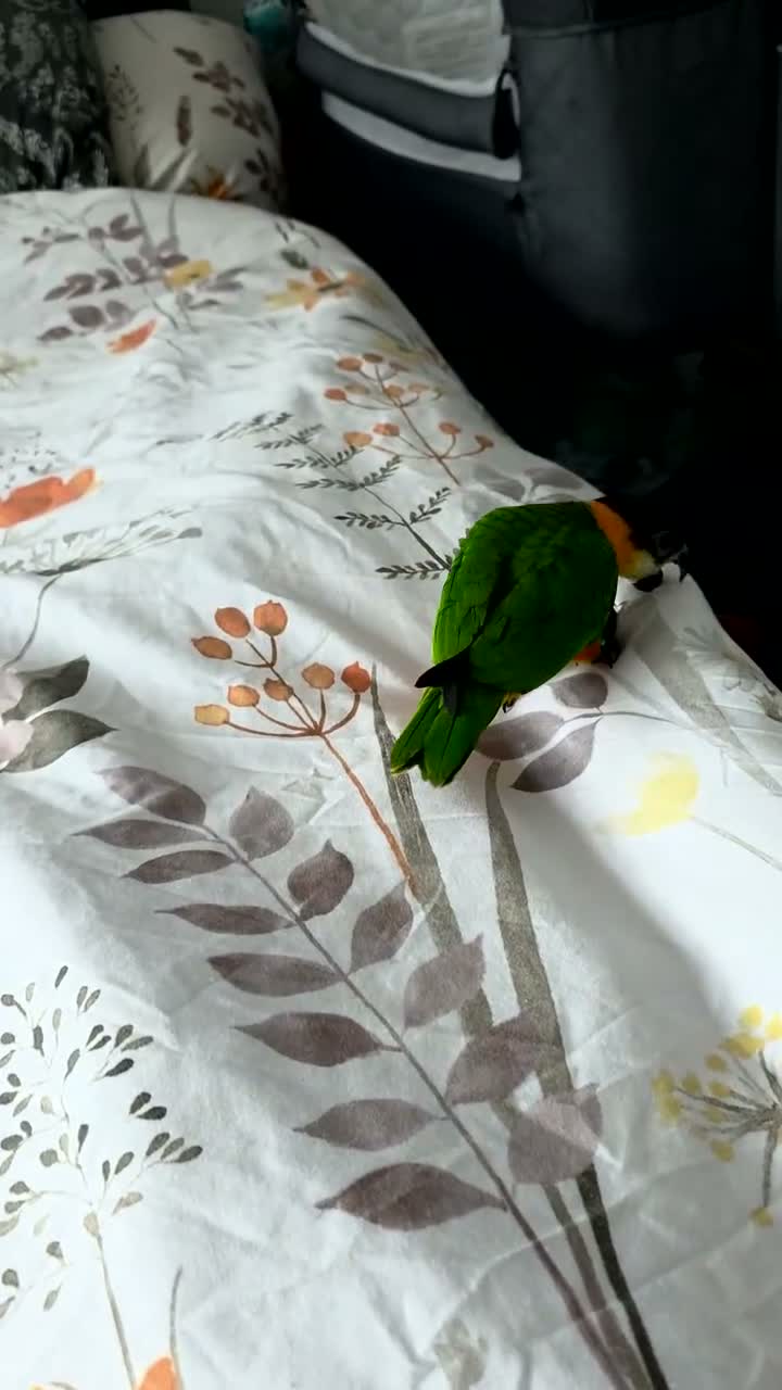 Parrots birds for sale: Black headed caique - Video 2