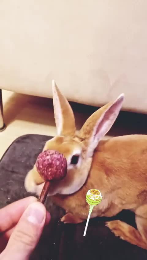 Rex rabbits for sale: Rex Rabbit in London - Video 3