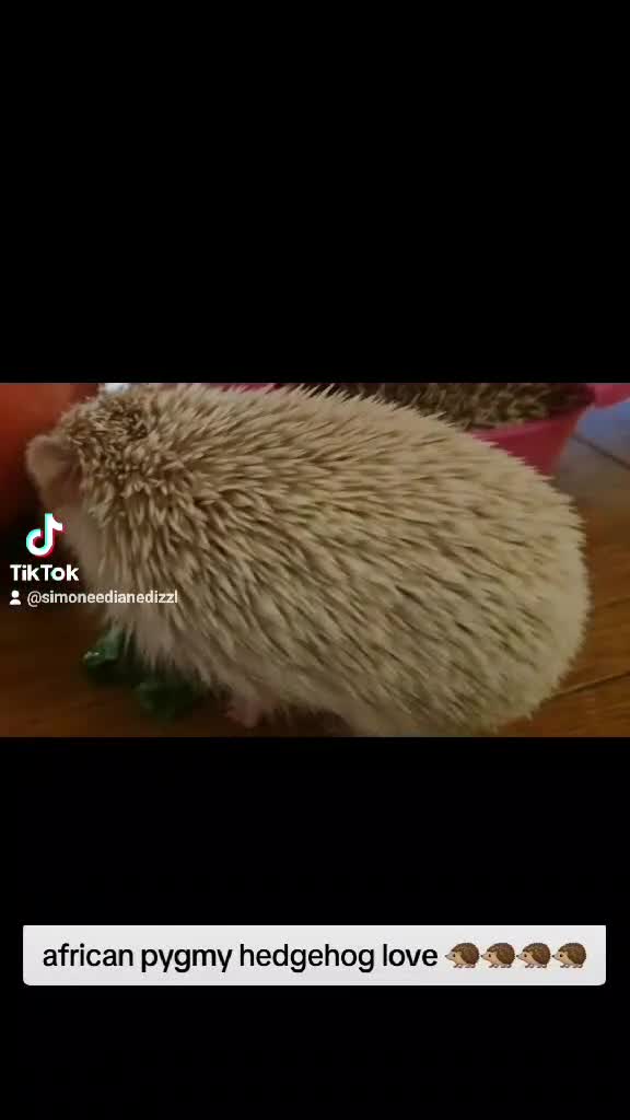 Pygmy Hedgehog rodents for sale: 2 Beautiful female african pygmy hedgehogs   in High Wycombe - Video 4
