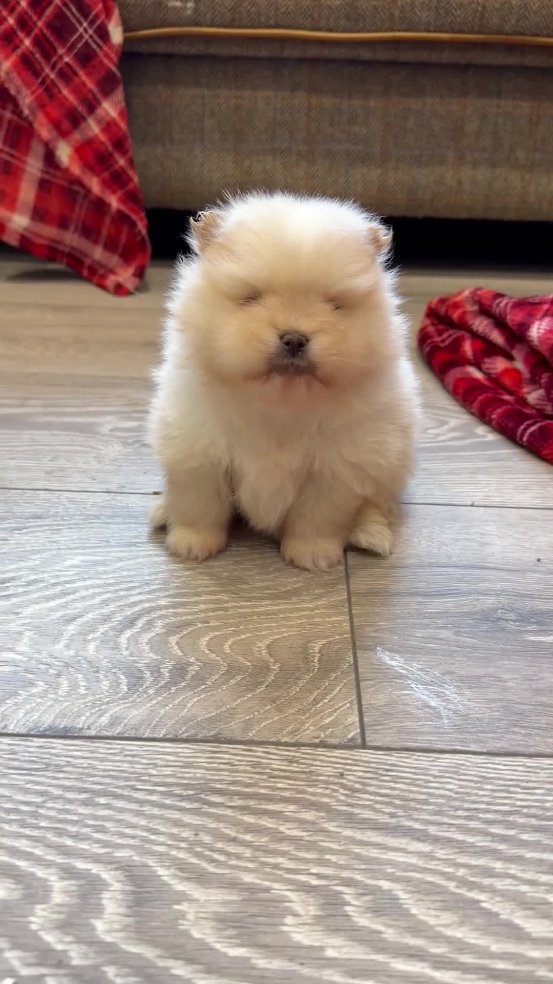 Pomeranian dogs for sale: Kc cream thick fur Pomeranian male puppy - Video 2