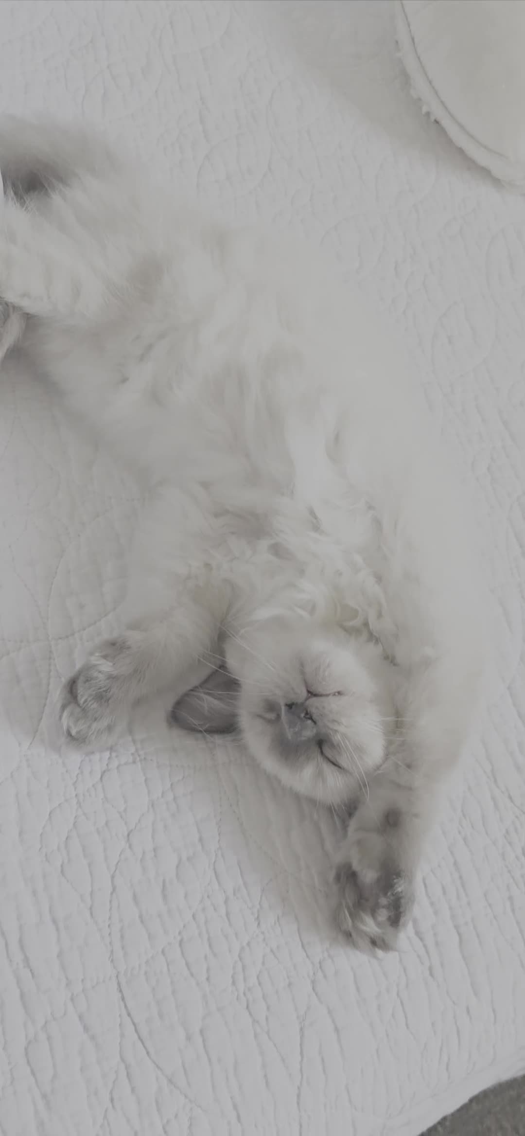Ragdoll cats for sale: ALL RESERVED OR SOLD 😻PURE BEAUTIFUL RAGDOLL  - Video 1