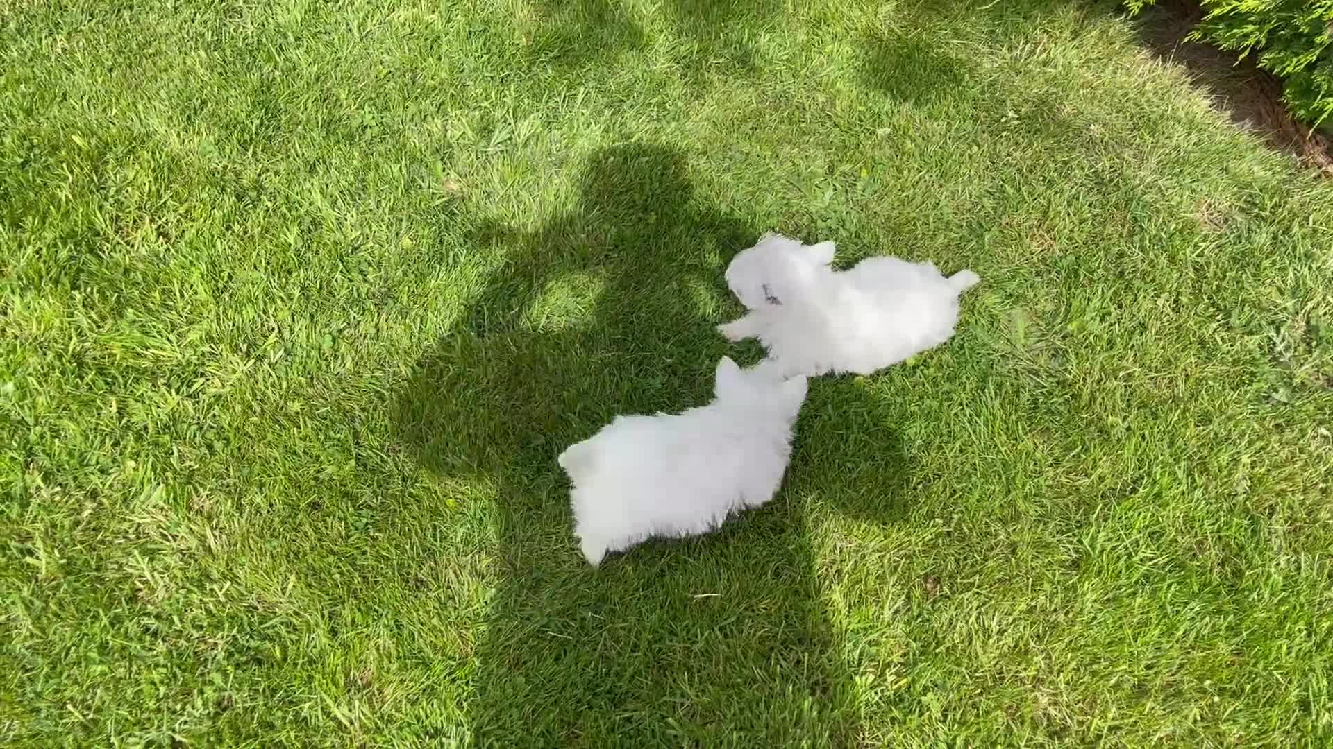 West Highland Terrier dogs for sale: Royal kennel club registered west highland white  - Video 1