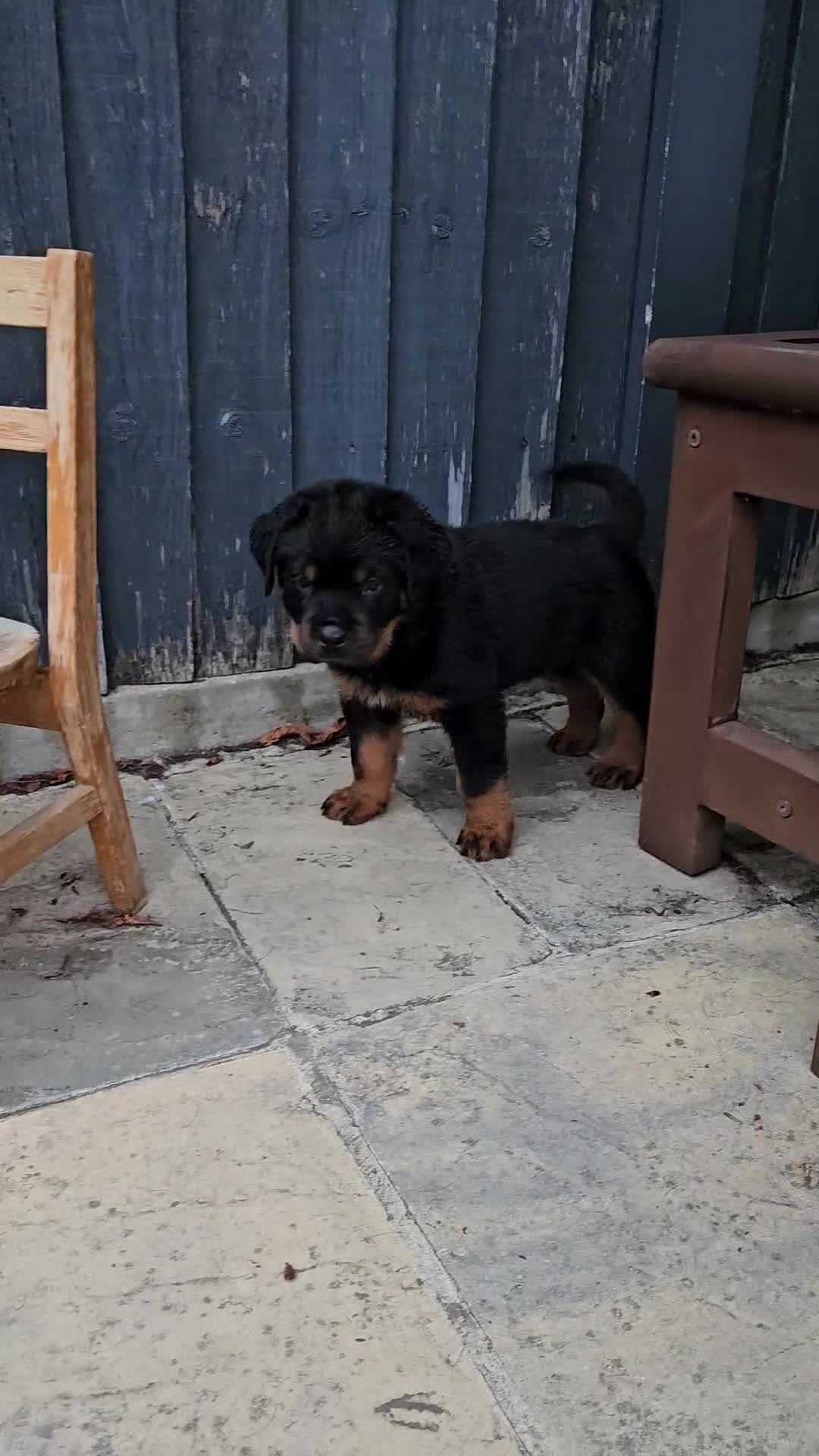 Rottweiler dogs for sale: Rottweiler Puppies in Great Yarmouth - Video 5