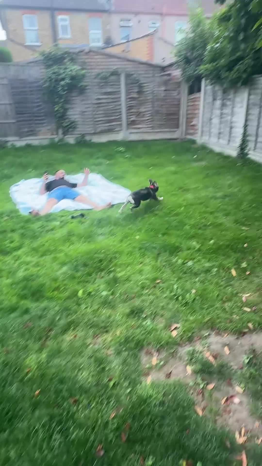 French Bulldog dogs for sale: Stunning French Bulldog 🧬 1 year old  - Video 2