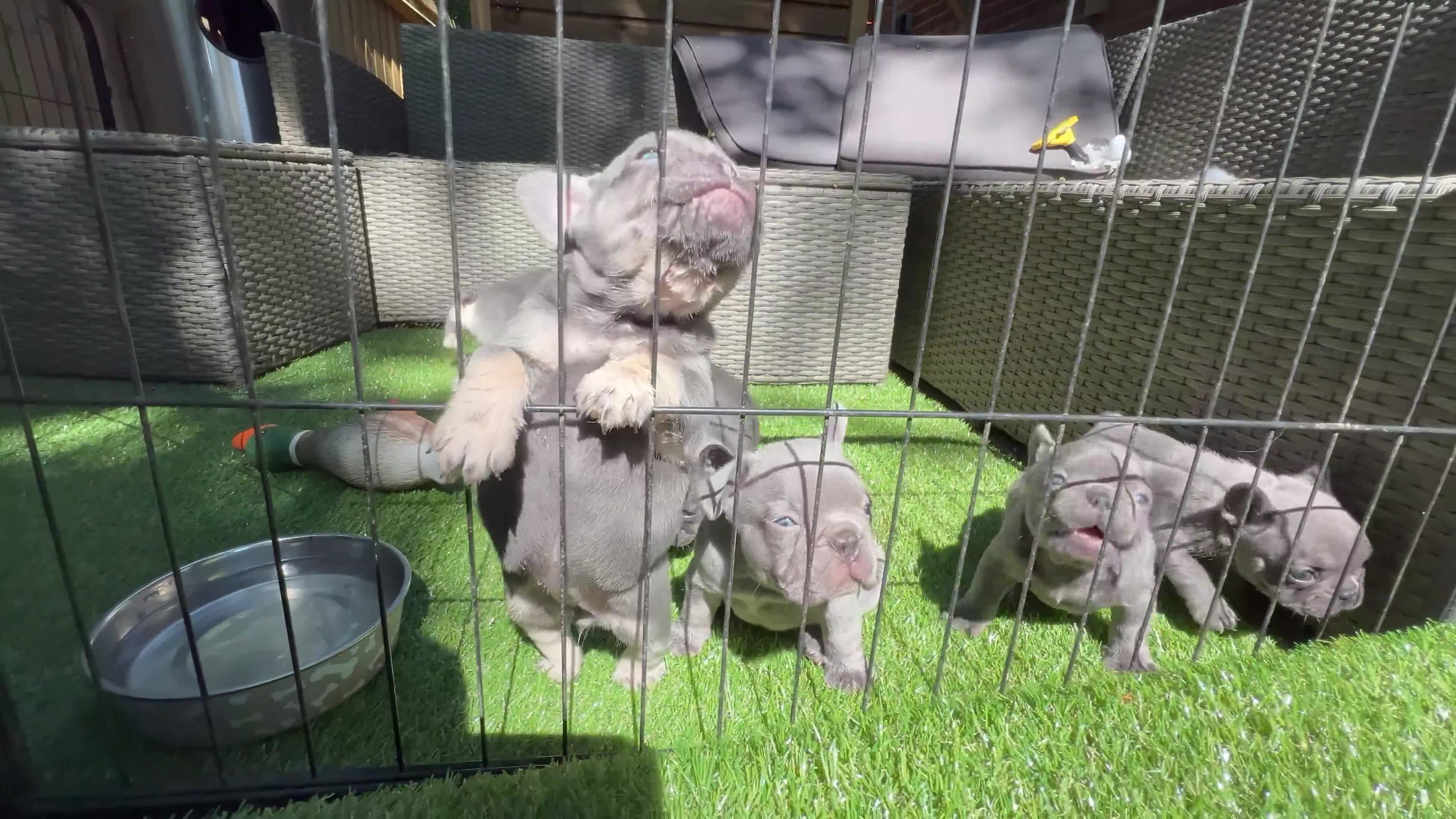 French Bulldog dogs for sale: 7 week old kC French bulldogs - Video 3