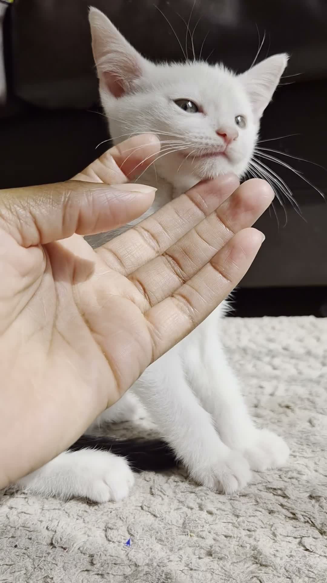 Mixed Breed cats for sale: 2 Beautiful Kittens LEFT!  - Video 1