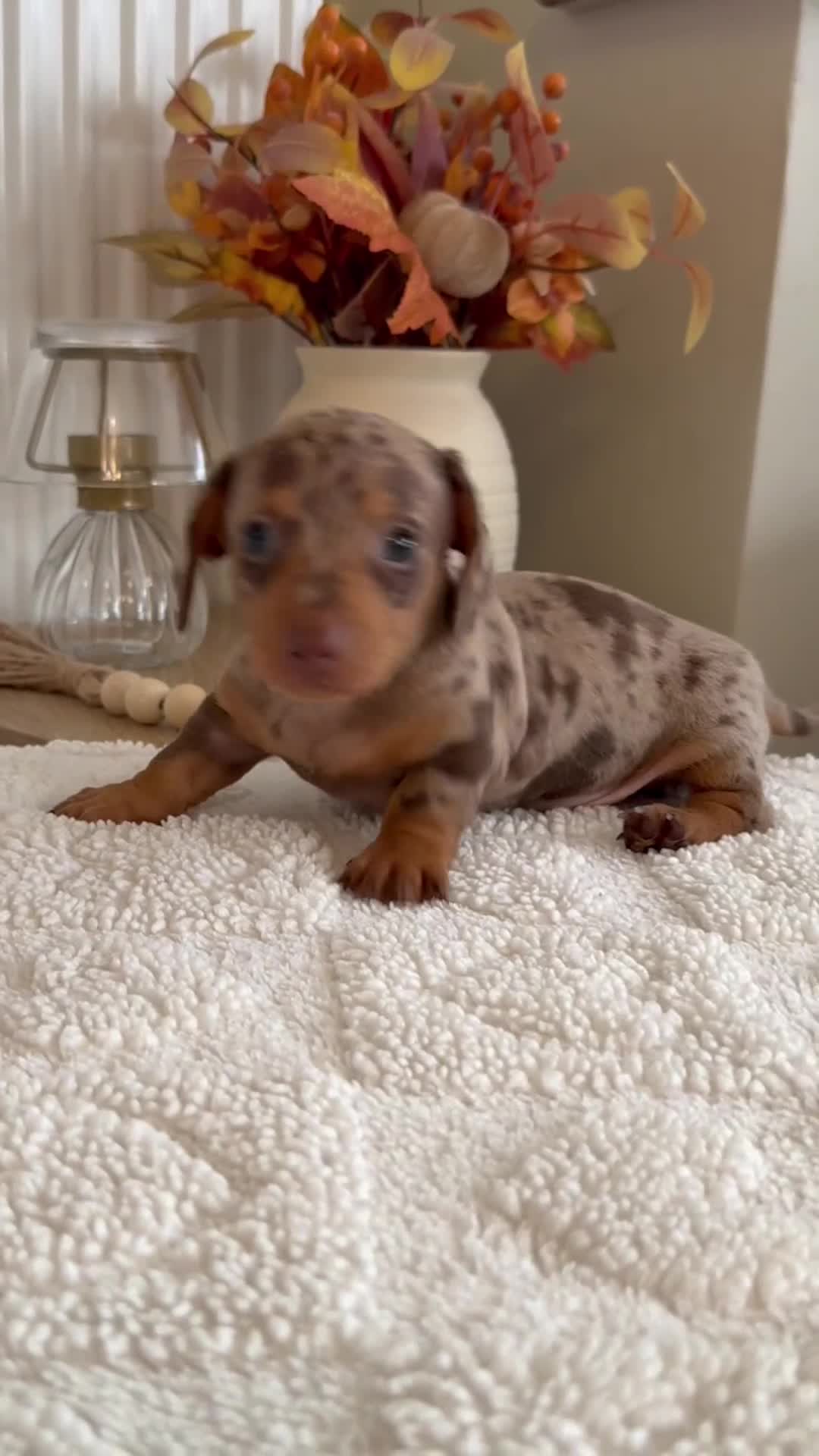 Miniature Dachshund dogs for sale: 🐾 6 BEAUTIFUL SMOOTH-HAIRED MINIATURE DACHSHUNDS - Video 1