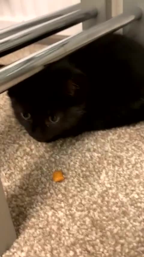 Domestic Shorthair cats for sale: Domestic shorthair - Video 1