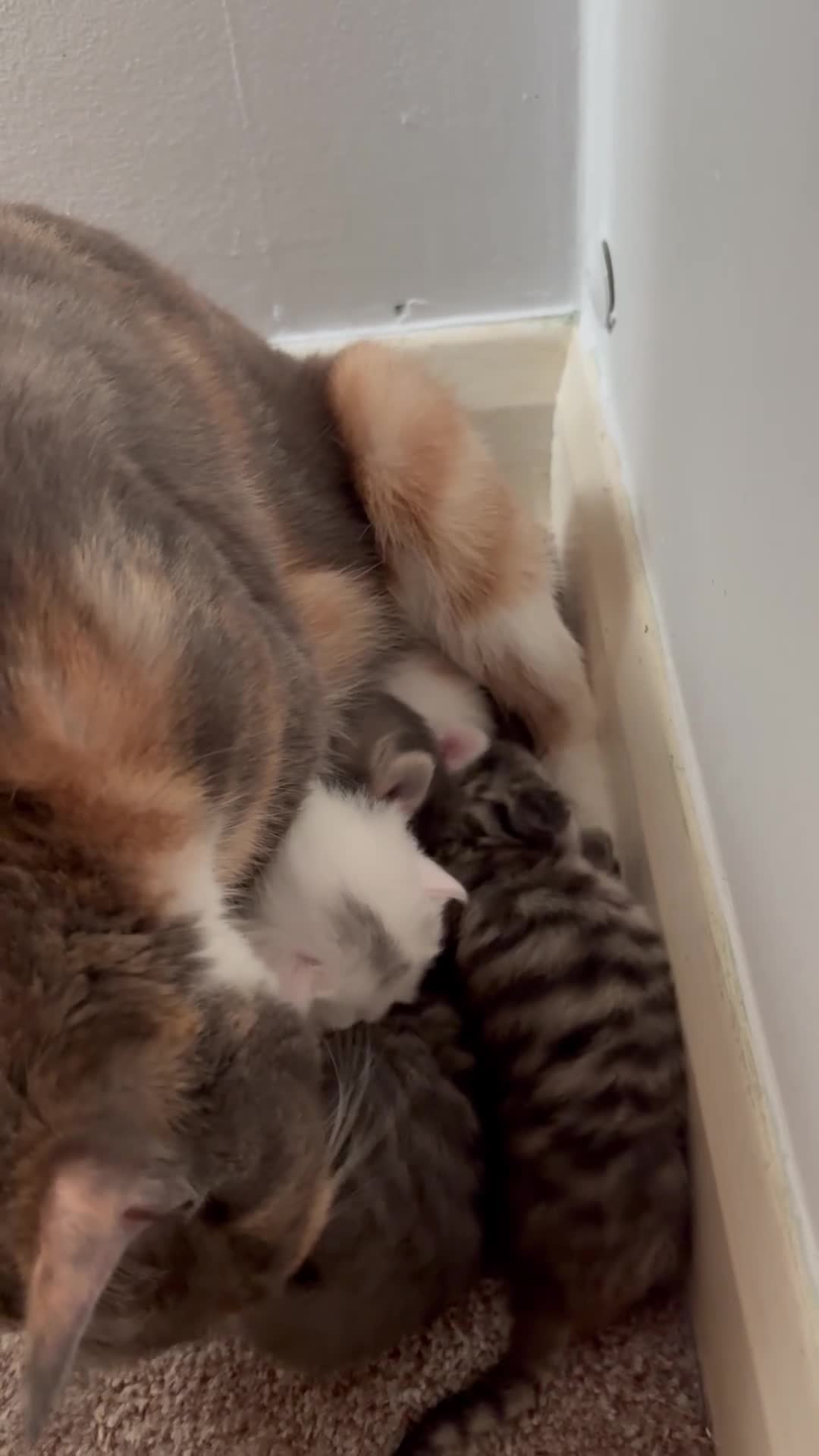 Mixed Breed cats for sale: 4 beautiful healthy kittens  - Video 1