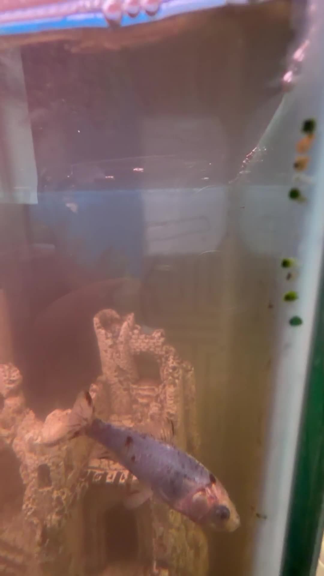 Koi Carp fish for sale: Koi japens - Video 3