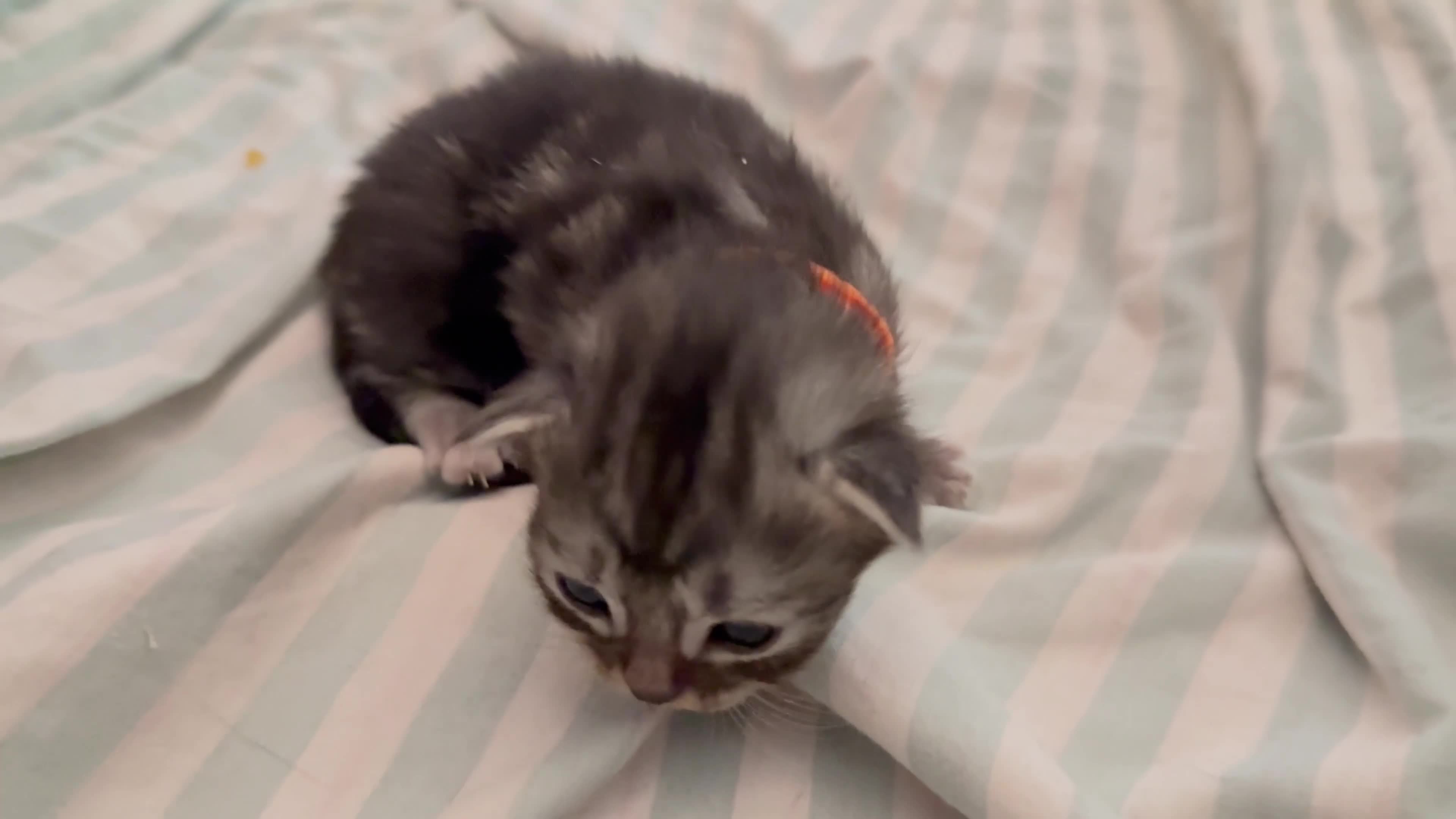 Mixed Breed cats for sale: Maine coon mixed kittens  in Ashford - Video 1