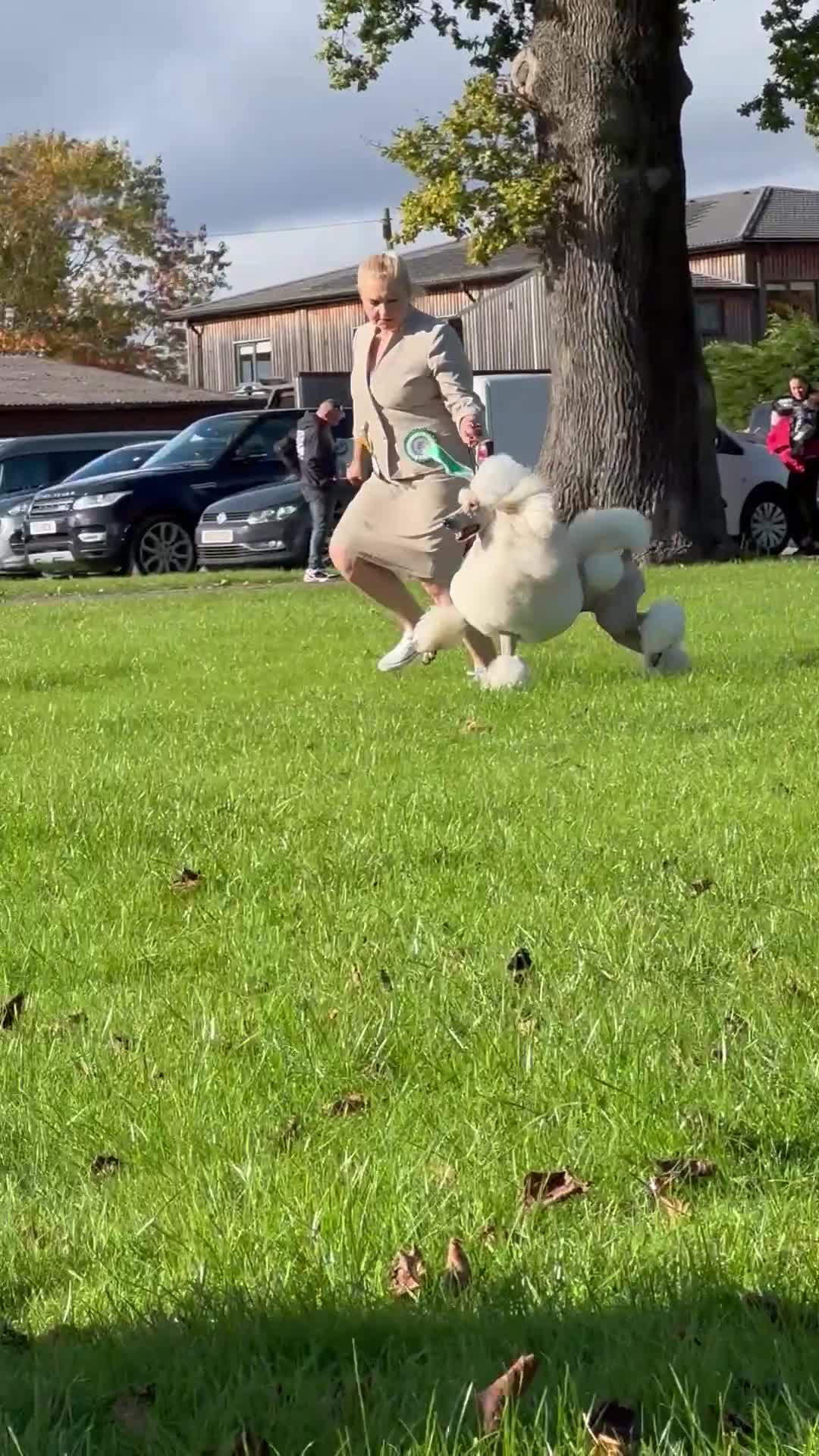 Standard Poodle dogs for sale: It has to be ALL WHITE Standard Poodle Puppies - Video 1