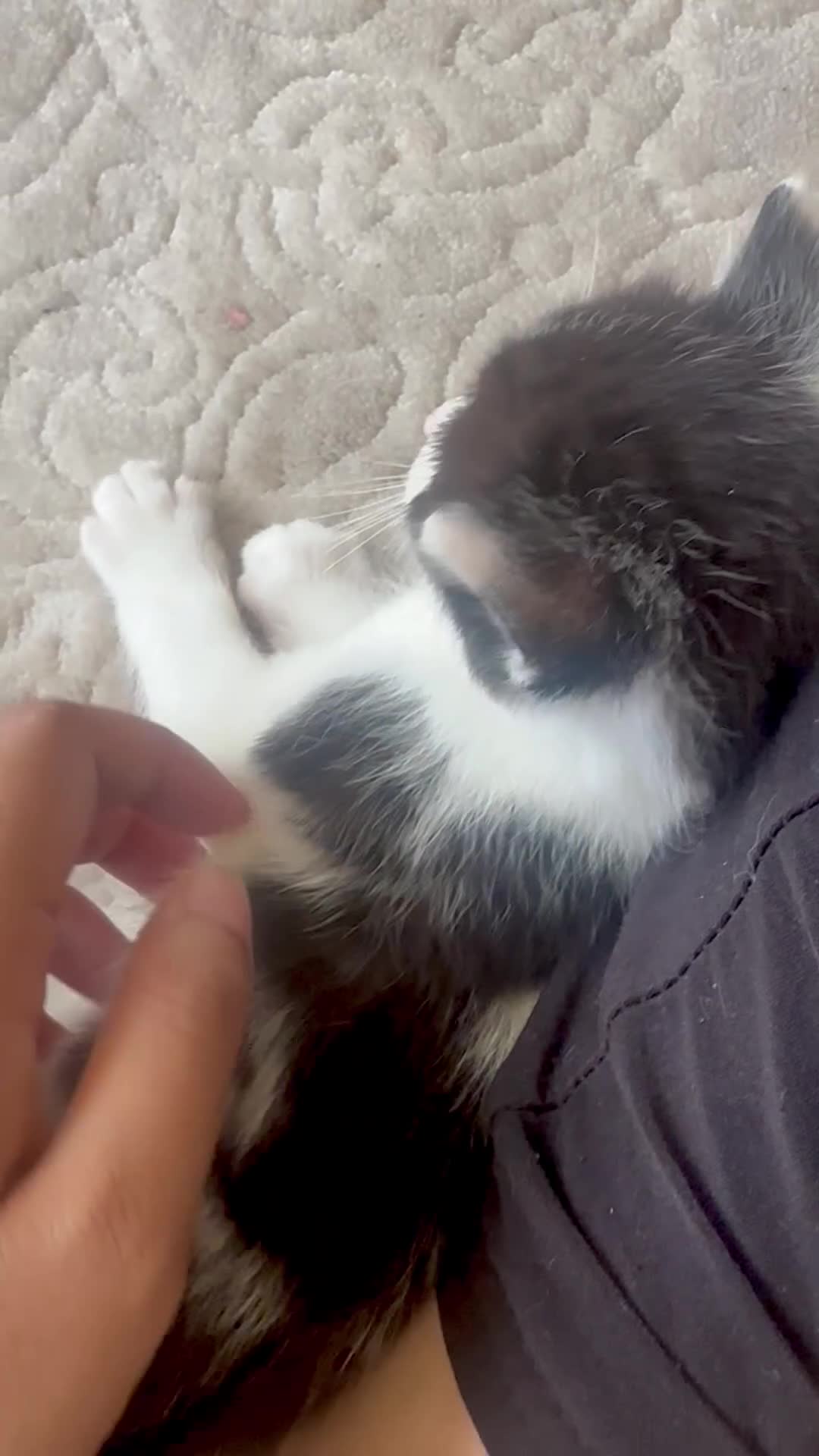 Ragdoll cats for sale: Beautiful ragdoll x British long hair kittens sale - Video 3