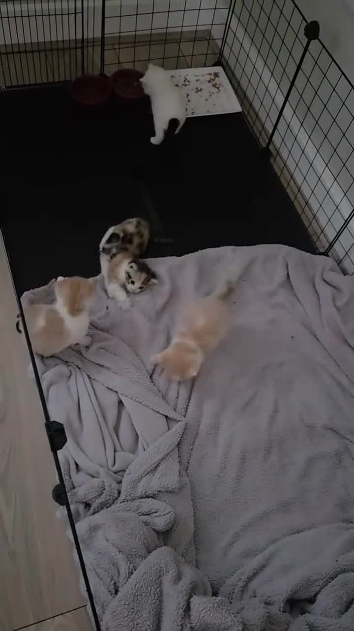 Mixed Breed cats for sale: Part Norwegian forrest in Warrington - Video 1