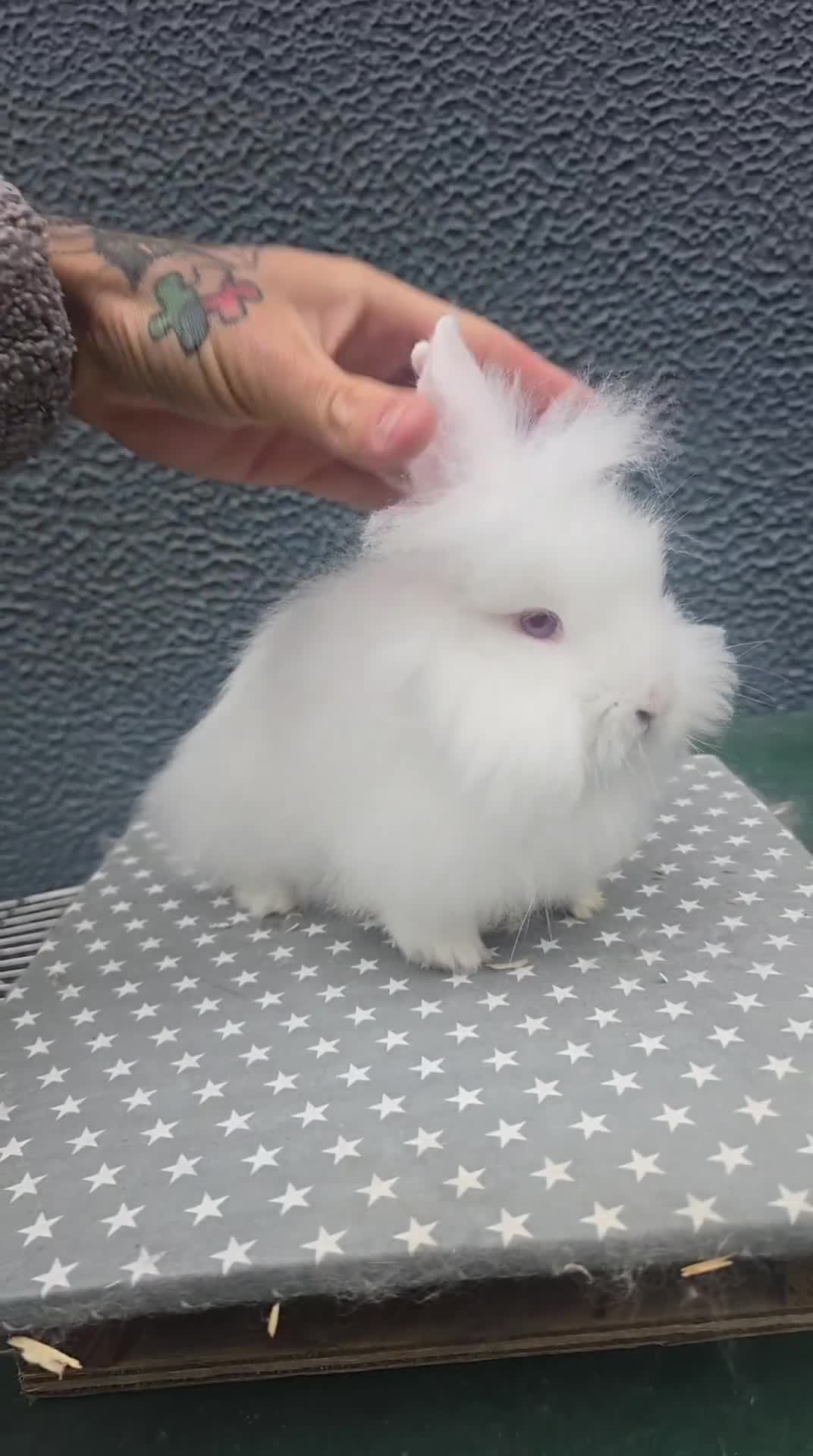Lionhead rabbits for sale: Gorgeous Purebred Lionheads available  - Video 1