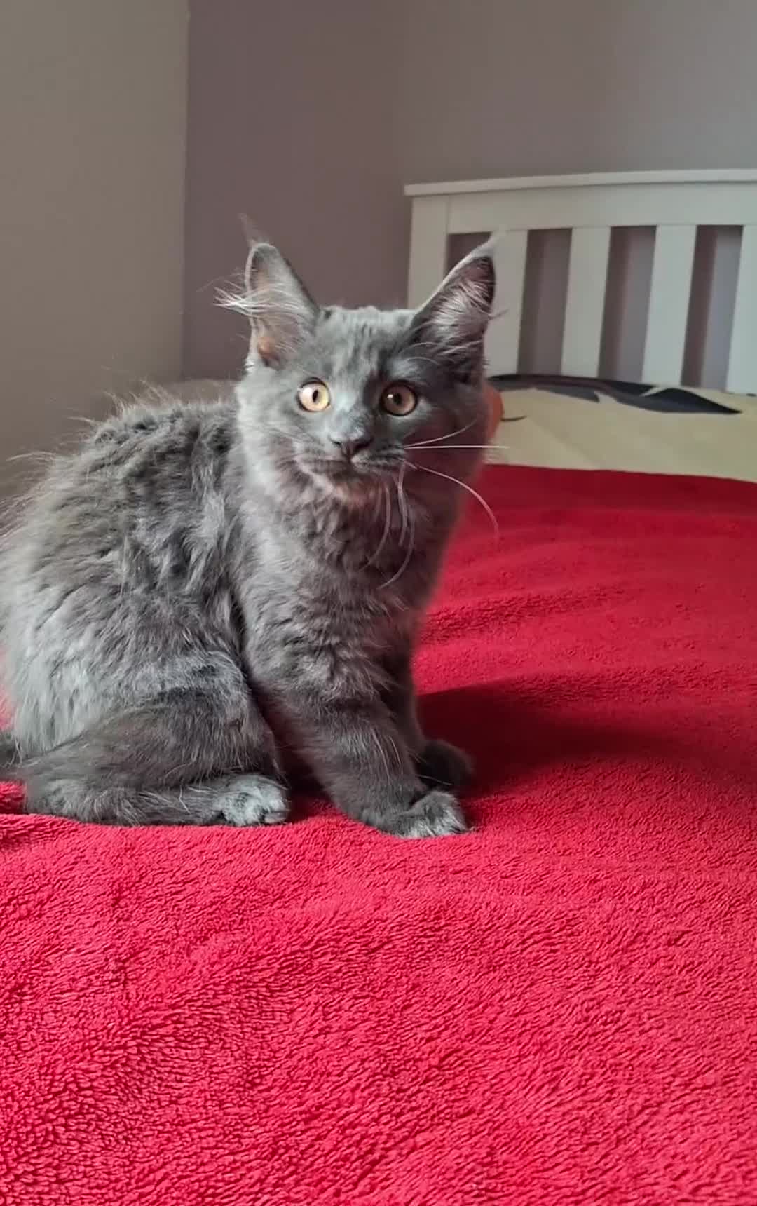 Maine Coon cats for sale: Maine Coon Kitten - Girl remaining in Chichester - Video 2