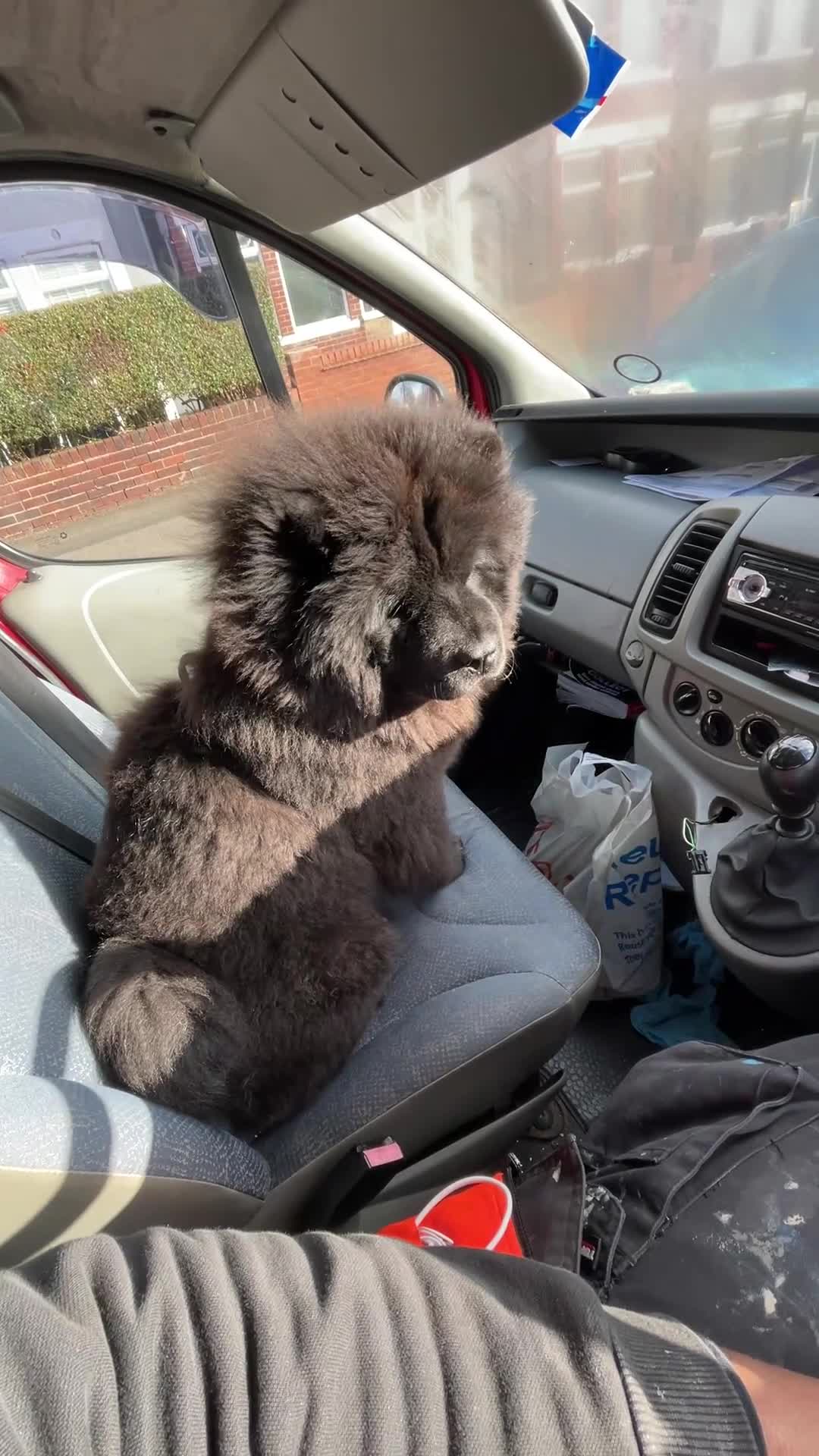 Chow Chow dogs for sale: Beautiful 1 Year Old Female ChowChow–Fully Trained - Video 3