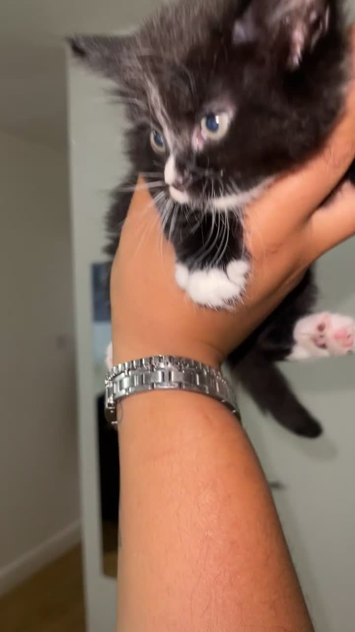 Mixed Breed cats for sale: Urgent home needed  - Video 3