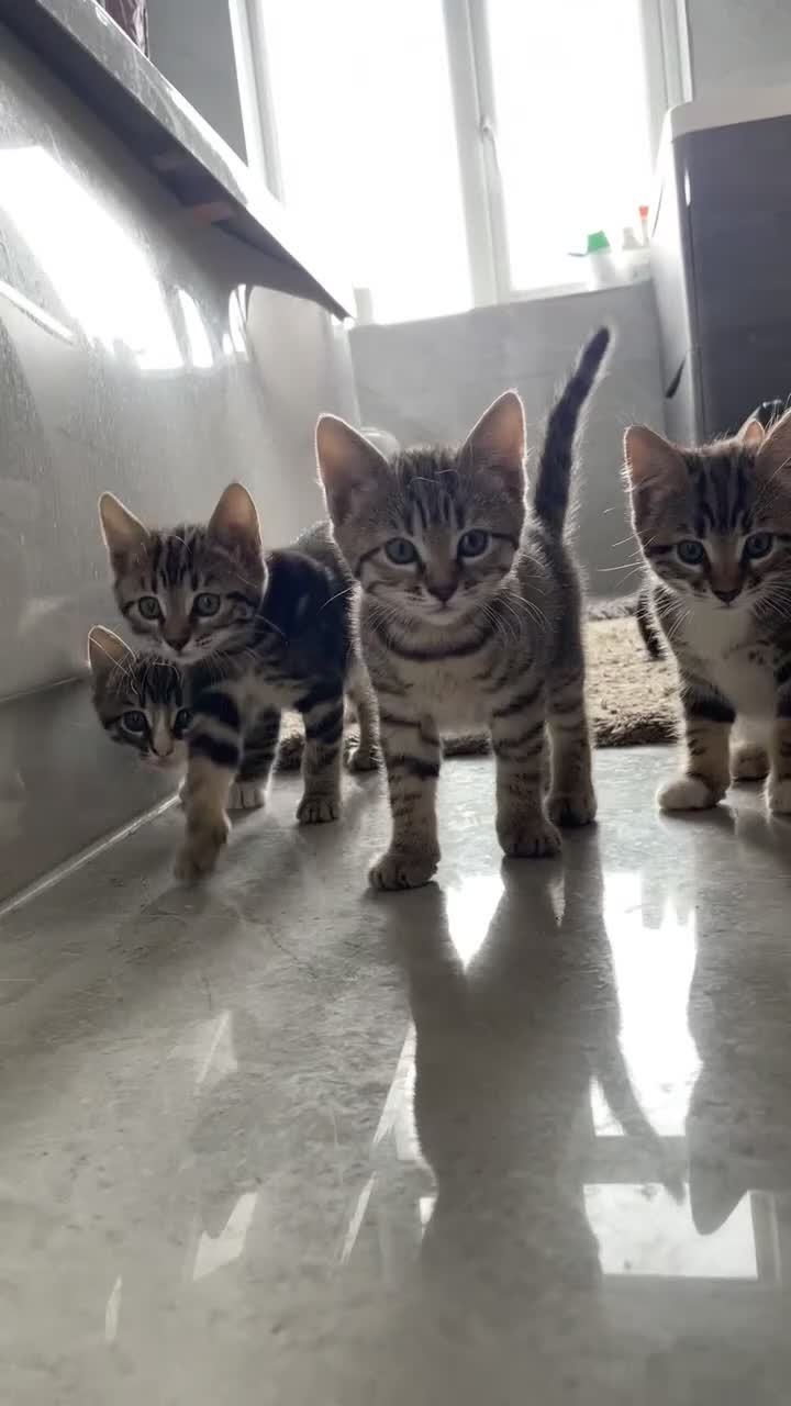 Mixed Breed cats for sale: KITTENS FOR SALE SOUTH LONDON - Video 1