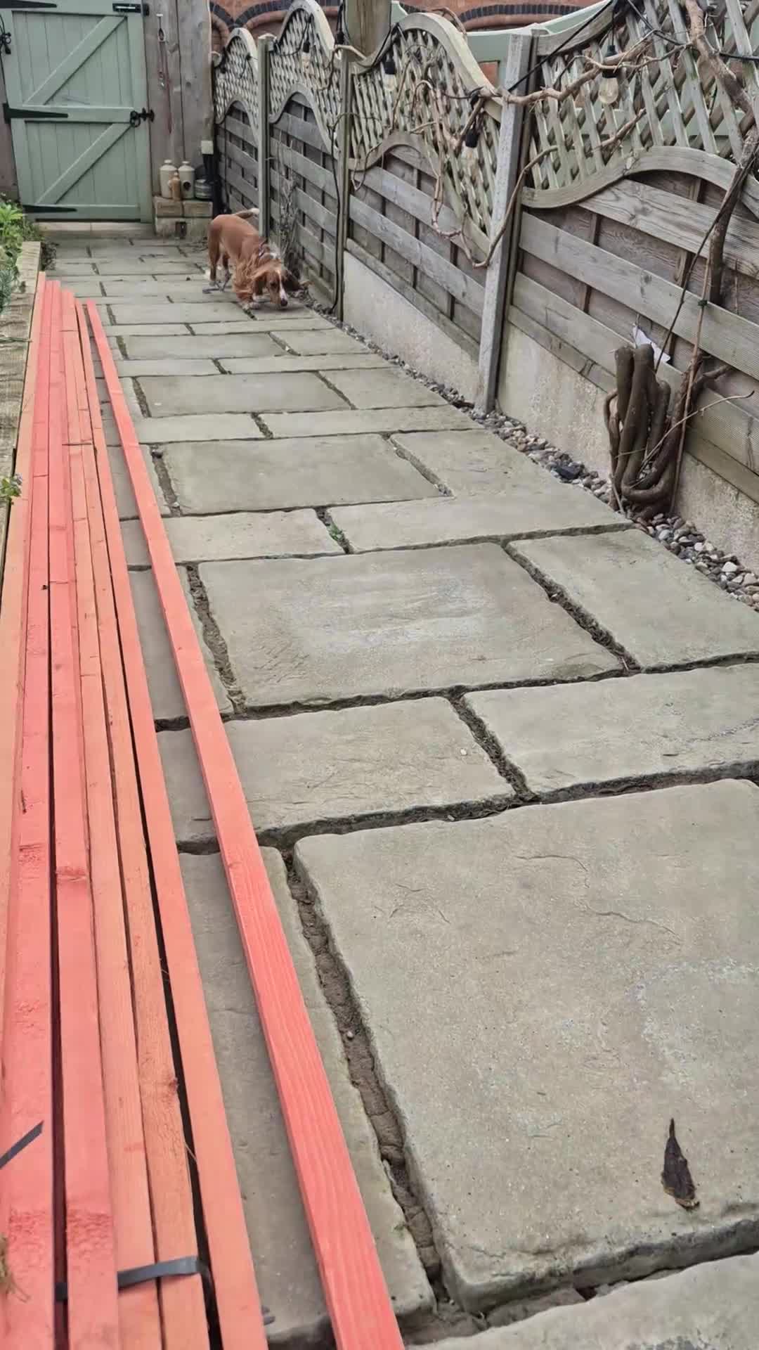 Cockapoo dogs for sale: Pregnancy confirmed! Beautiful F1 cockerpoos - Video 1