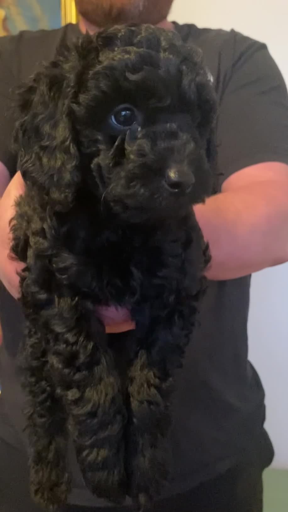 Cockapoo dogs for sale: Adorable, F2 cockapoos - Video 1