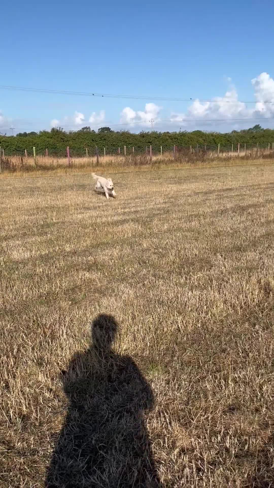 Mixed Breed dogs for stud: Billy F2 Goldendoodle - Video 1