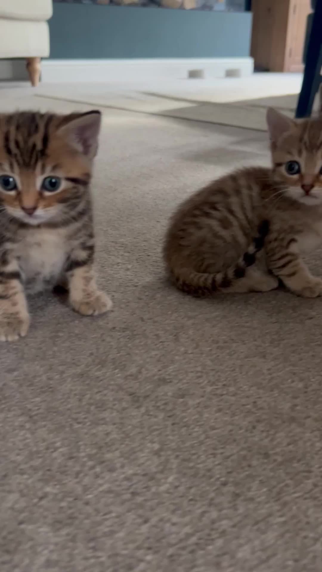 Domestic Shorthair cats for sale: Gorgeous little tabby girl - ready to go - Video 1