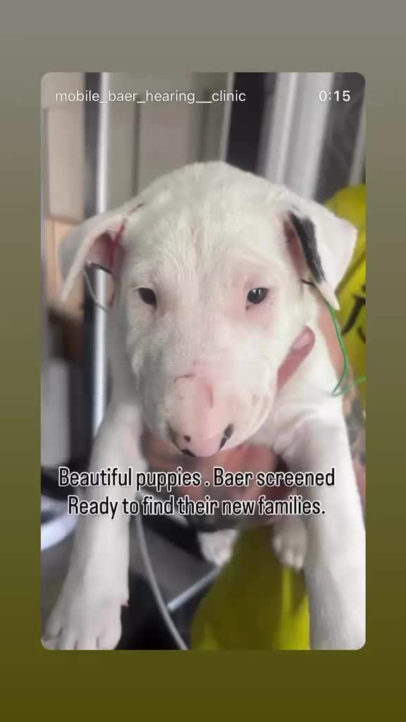 English Bull Terrier dogs for sale: English bull terrier puppies - Video 2