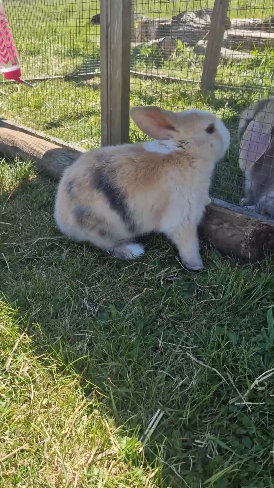 Mini Lop rabbits for sale: Litter trained Pure breed mini lops in Rochford - Video 1